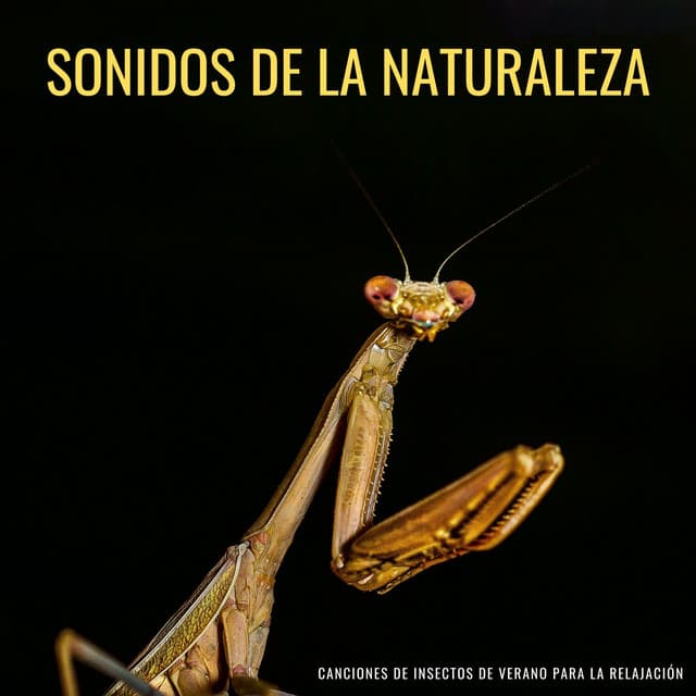 Sonidos De La Naturaleza: Canciones De Insectos De Verano Para La Relajación - Grabaciones relajantes de la Naturaleza