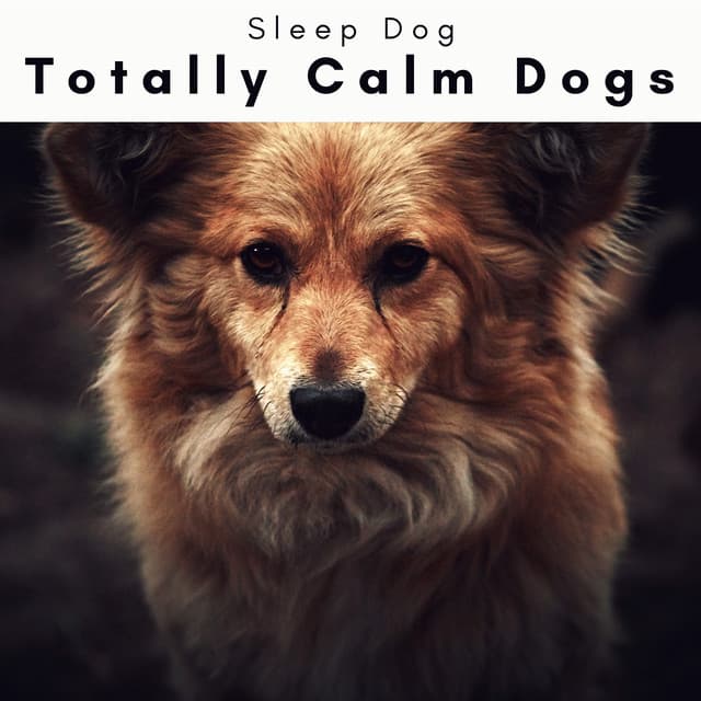1 Totally Calm Dogs - Sleep Dog