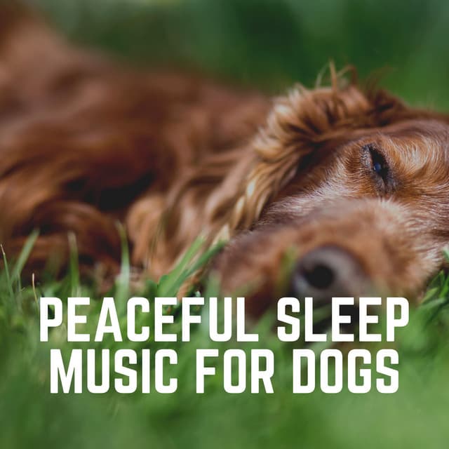 Peaceful Sleep Music for Dogs - Sleeping Music For Dogs