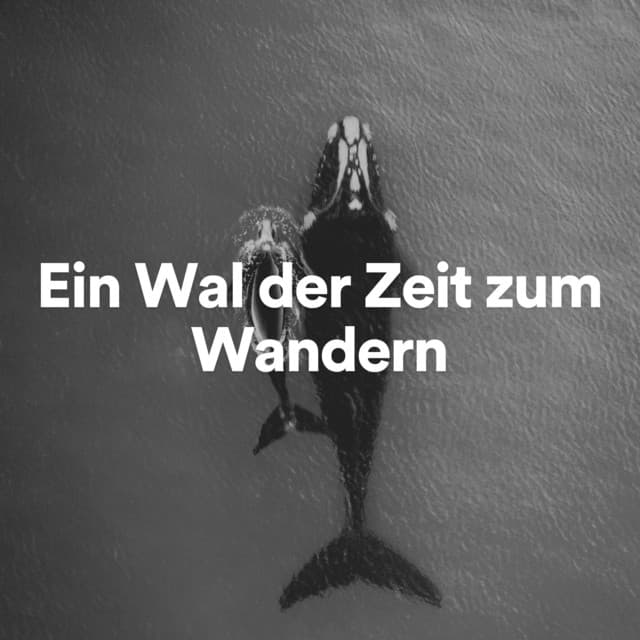 Ein Wal der Zeit zum Wandern - Meeresgeräusche