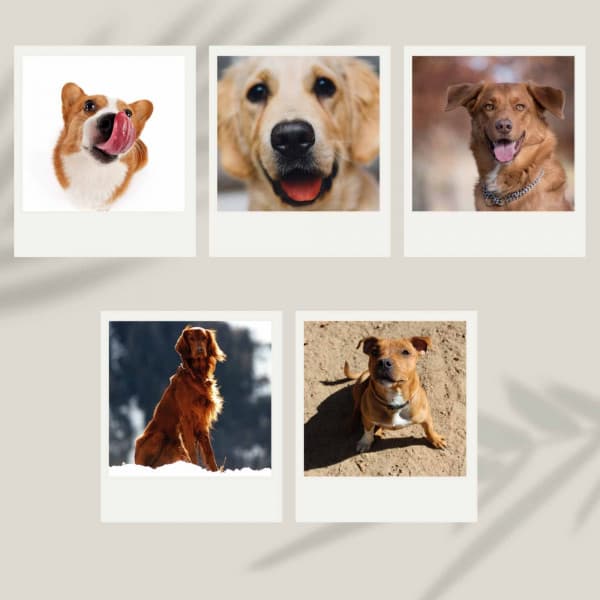 Music for Calming Your Pup - Dog Anxiety Music