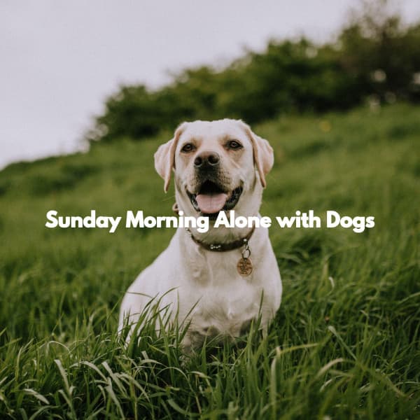 Sunday Morning Alone with Dogs - The Elevator Music Jazz Trio