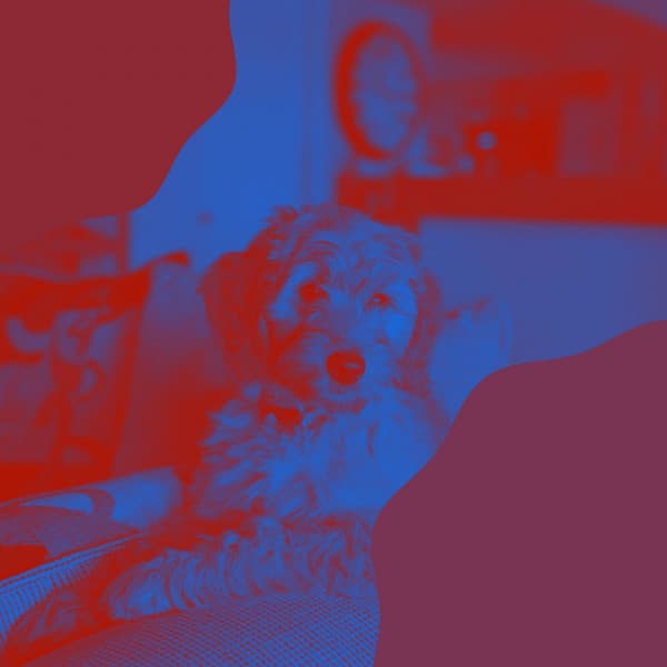 Piano and Glockenspiel - Ambiance for Dog Naptime - Relaxing Dog Music