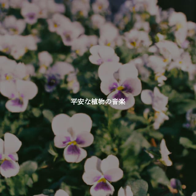 Popular Classic Bossa Nova