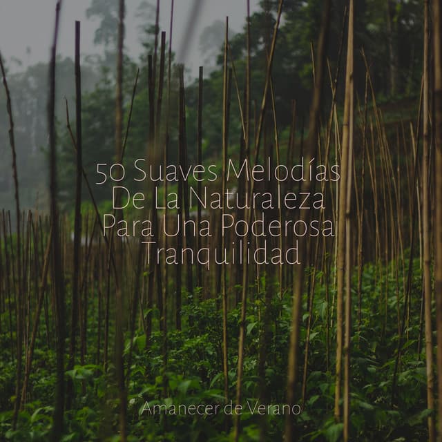 50 Suaves Melodías De La Naturaleza Para Una Poderosa Tranquilidad - PowerThoughts Meditation Club