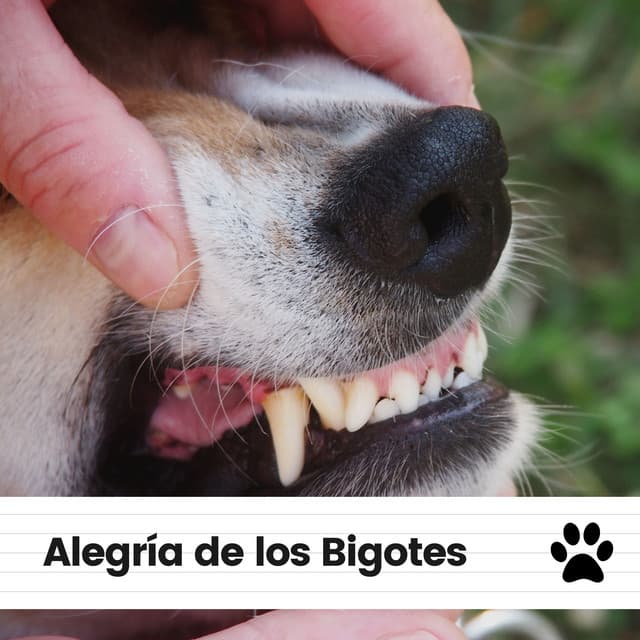 Alegría de los Bigotes - Biblioteca de Música Para Mascotas