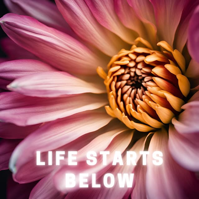 Life Starts Below - Alpha Vectoriam