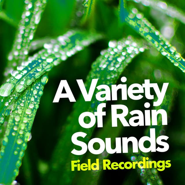 A Variety of Rain Sounds - Field Recordings