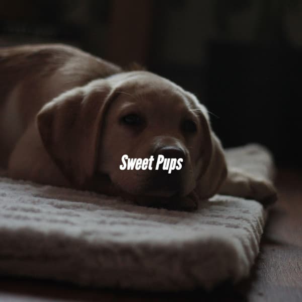 Sweet Pups - Cuban Music Playlist
