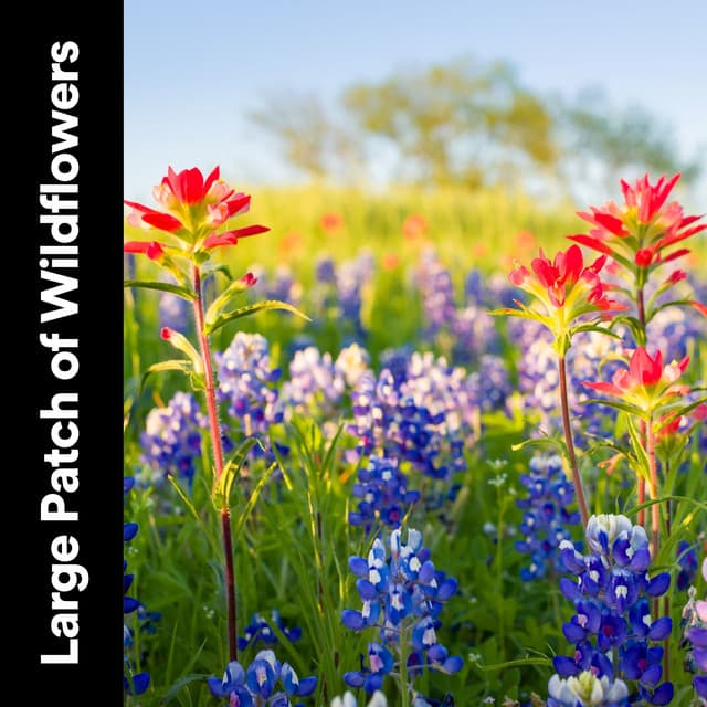 Large Patch of Wildflowers - Thanael Wendtura