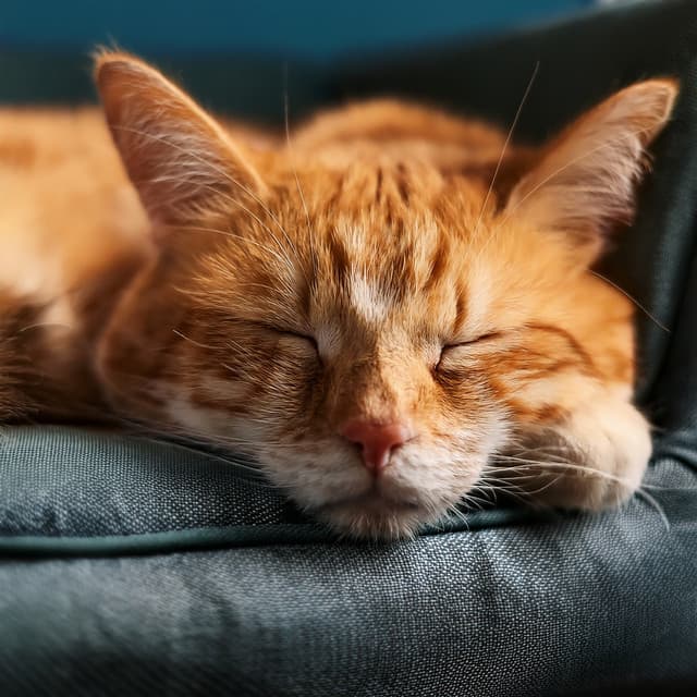 Armonías De Gatos: Ritmos Musicales Suaves Lofi - Chill Out Suave