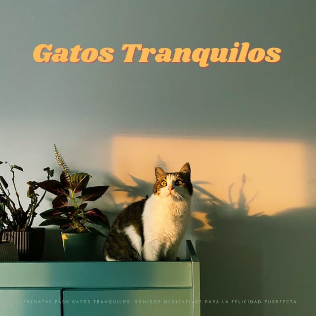 Serenatas Para Gatos Tranquilos: Sonidos Meditativos Para La Felicidad Purrfecta - Música Tranquila para Cafe