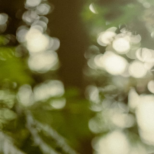 4 Seasons: Through The Trees - Baltic Nature Sounds