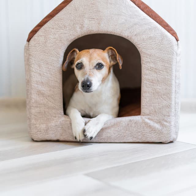 Inner Paws: Rain's Piano Comfort for Dogs - Piano Relaxation