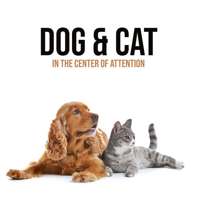Safe Relaxing Space for Your Best Friend. Dog & Cat in the Center of Attention - Pets Music