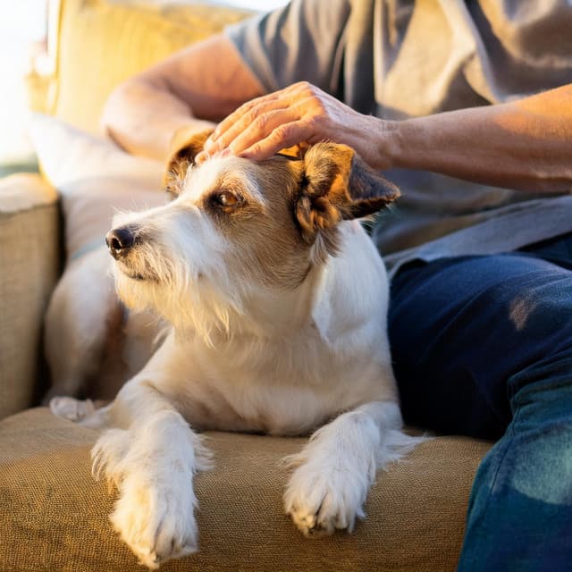 Patas Y Cuerdas: Orquesta Relajante Para Perros - Raymond Floyd