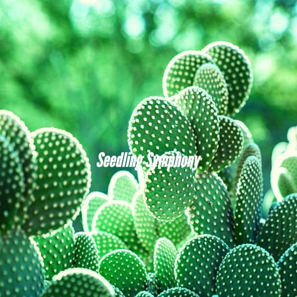 Seedling Symphony - Summer Chilling Jazz