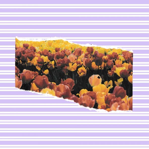 Jazz Violin - Ambiance for Virtual Relaxation - Música para Desayuno Música De Fondo