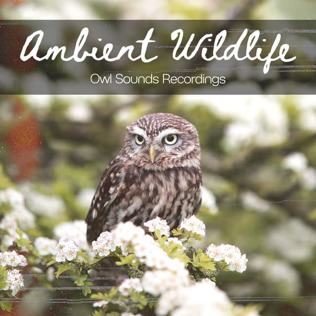 Ambient Wildlife - Owl Sounds Recordings