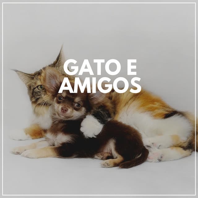 Gato E Amigos - Musica para Gatos