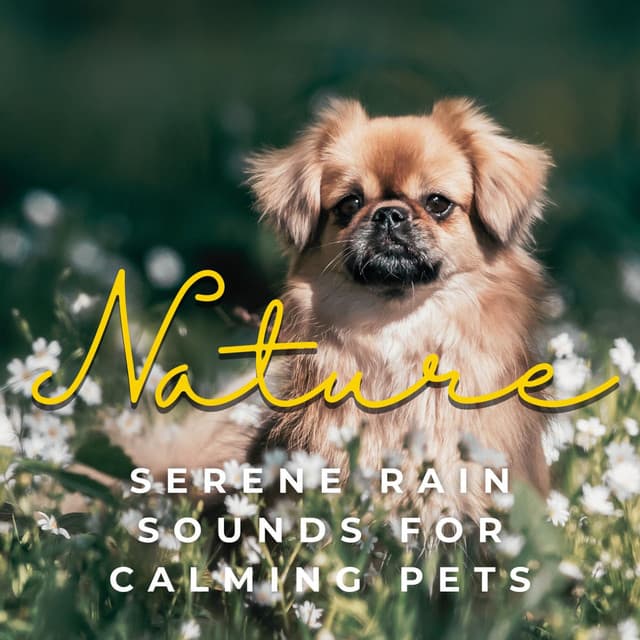 Paws & Raindrops: Serene Rain Sounds for Calming Pets - Pet Music World