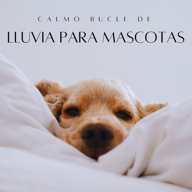 Calmo Bucle De Lluvia Para Mascotas - El sonido de la lluvia