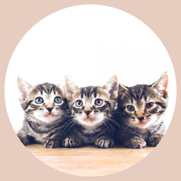 Bgm for Soulful Kittens - Calming Cat Music