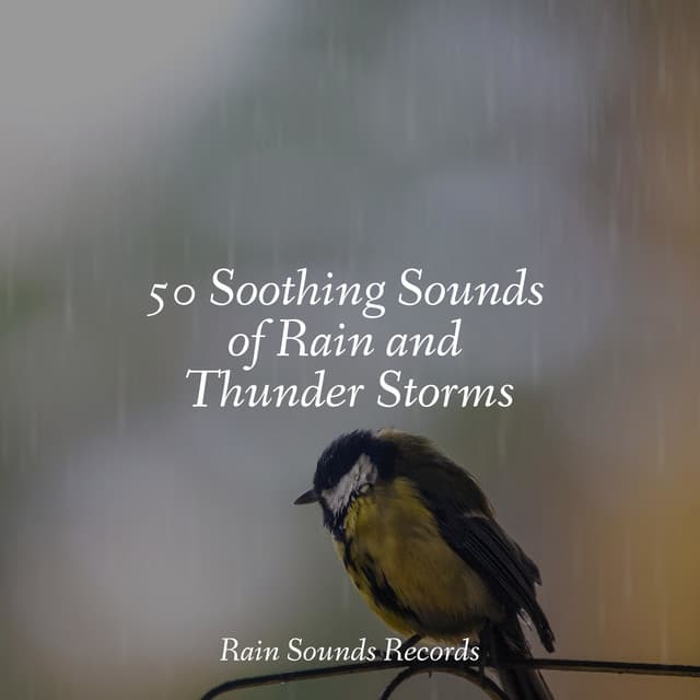 50 Soothing Sounds of Rain and Thunder Storms - Deep Sleep Relaxation