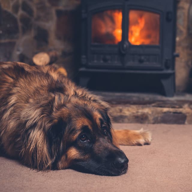 Flameside Recitative Dog Zen: Music for Stress Relief - Flamespad Nature Fire Sounds