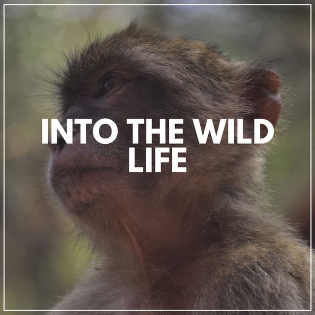 Into the Wild Life - Florida Nature