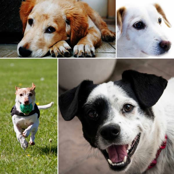 Feelings for Soothing Doggies - Relax My Dog Music