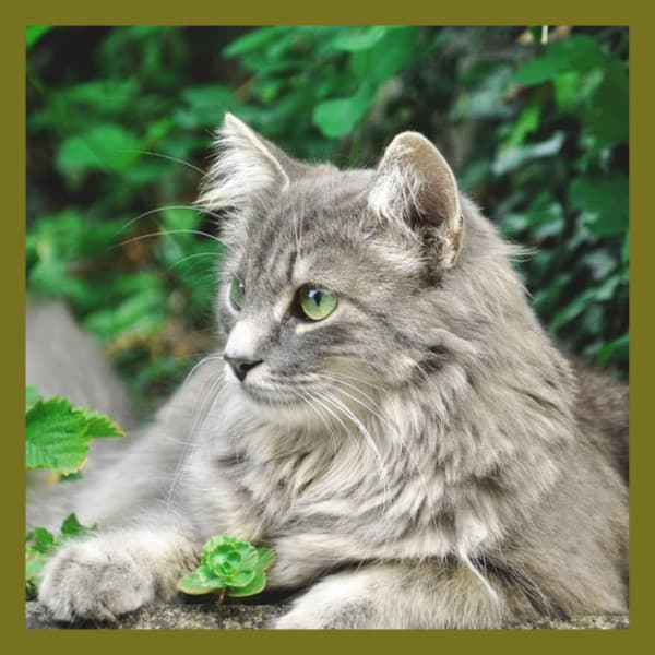 Wonderful Backdrop for Loving Cats - Calming Cat Music