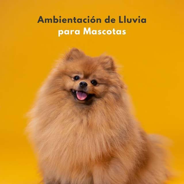 Ambientación De Lluvia Para Mascotas - Lloviendo Relajante