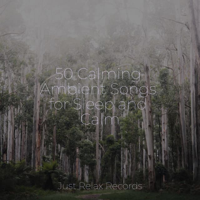 50 Calming Ambient Songs for Sleep and Calm - Ambiente
