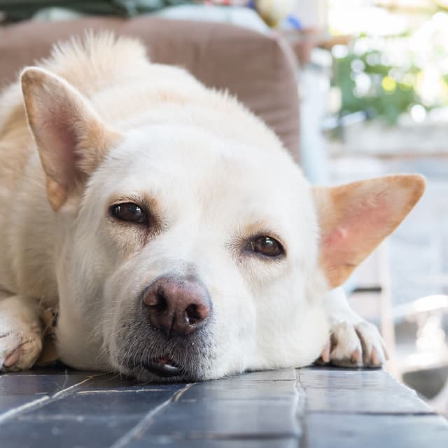 Blissful Barks: Serene Dog Relaxation Music - Music for Cats and Dogs