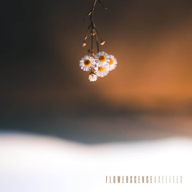 Flowerscence - Axelites