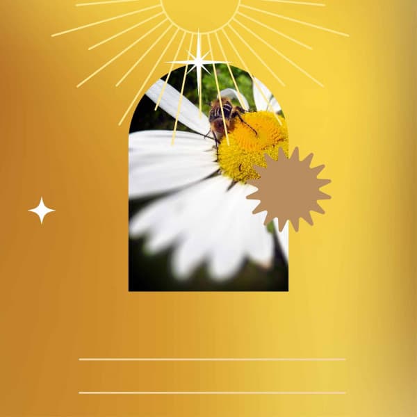 Echoes of Fresh Spring - Dinner Table Jazz Dream