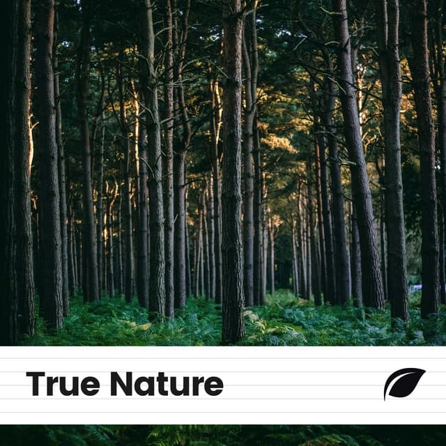 True Nature - Rain Sounds Nature Collection