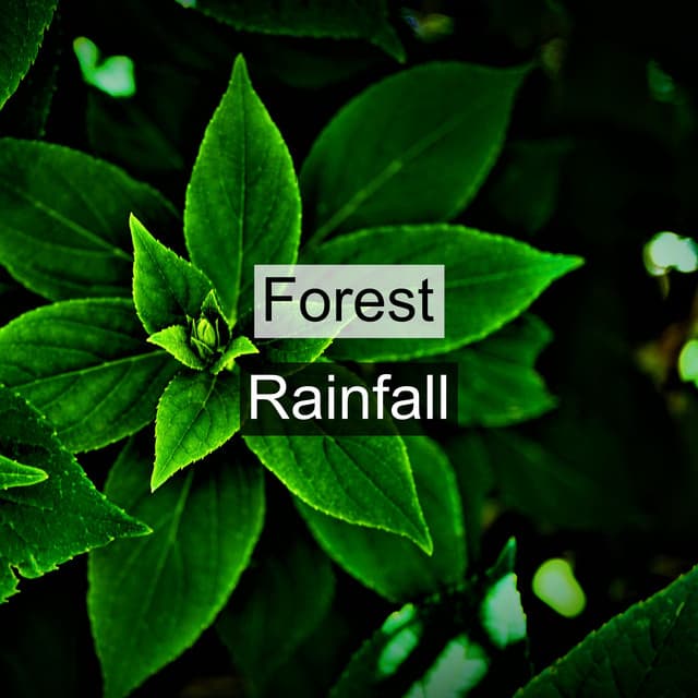 Forest Rainfall - Forest Sounds