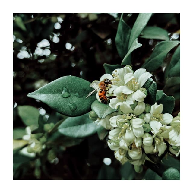 Better to Study Together - Classical For Study