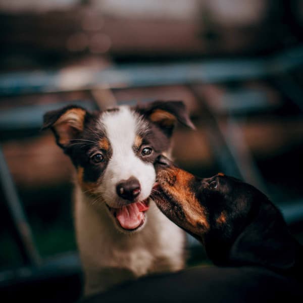 Terrific Ambiance for Doggy Hope - Chill My Pooch