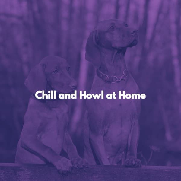 Chill and Howl at Home - Feel Good Jazz