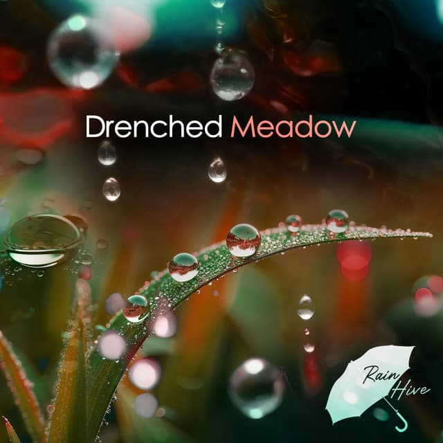 Drenched Meadow - Rain Hive