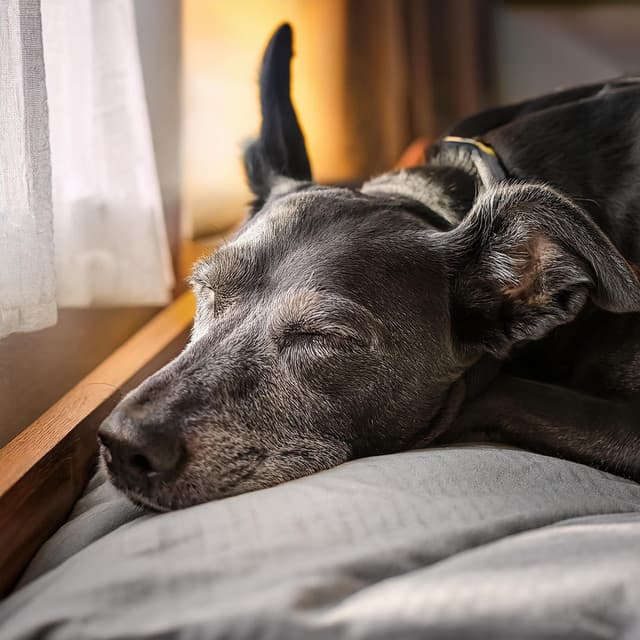 Vibraciones De Mascotas: Hip Hop Para Compañeros Tranquilos - Ondas curativas puras