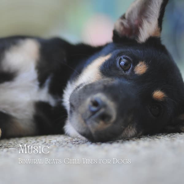 Music: Binaural Beats Chill Vibes for Dogs - Relax My Dog Music