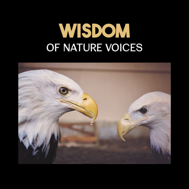 Wisdom of Nature Voices – Ultimate 50 Nature Sounds for Meditation, Relax & Concentration, Healing Mindfulness Music - Nature Music Sanctuary