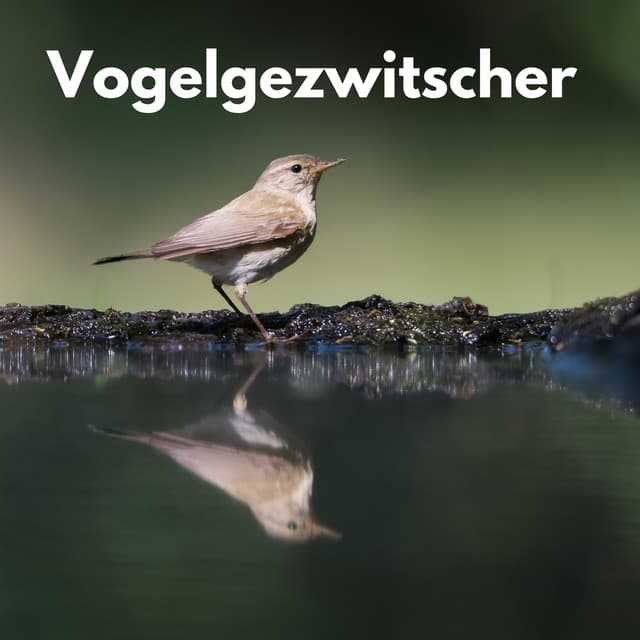 Vogelgezwitscher - Vogelgezwitscher