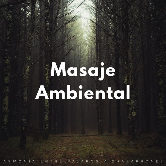 Masaje Ambiental: Armonía Entre Pájaros Y Chaparrones - Cascada de Lluvia