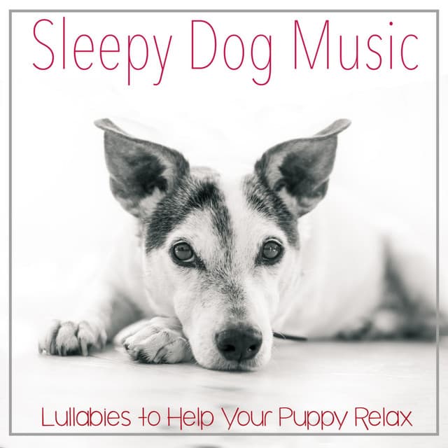 Sleepy Dog Music: Lullabies to Help Your Puppy Relax - Relaxmydog