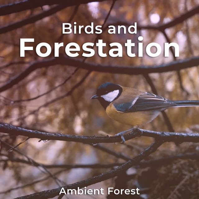 Birds and Forestation - Ambient Forest